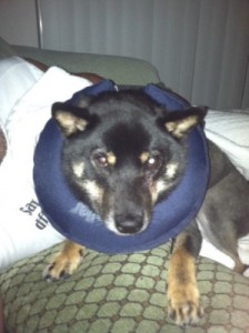 Loki after surgery